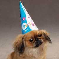 DogPartyHatLargeImage