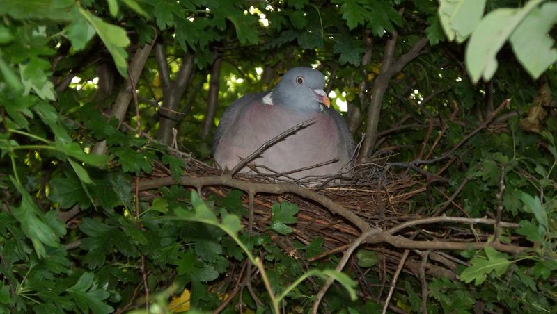 Wood_Pigeon_Nest_12.06.09