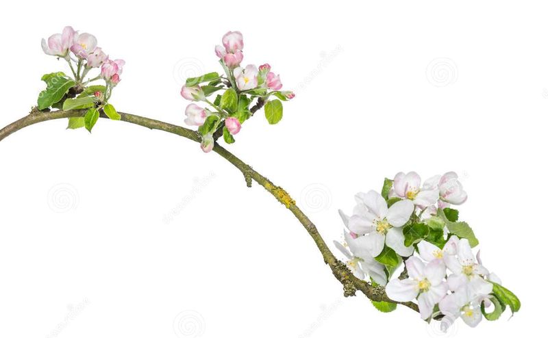 Tak-van-japanse-kers-prunus-serrulata-geïsoleerd-tot-bloei-komen-32493814