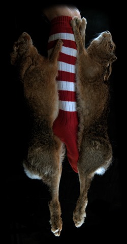 Tussen hazen 02_klein