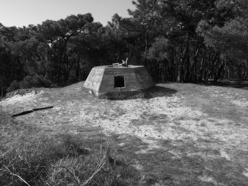 Terschelling Tiger 5805 zw 03