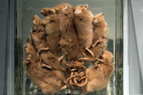 20210308-De-Pest-Museum-Het-Valkhof-Willem-Melssen-19-768x512